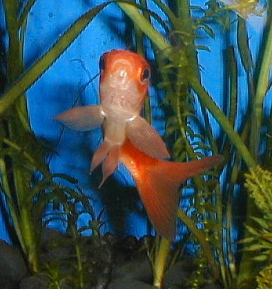 Valence, our goldfish
