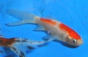 Sesshu the goldfish