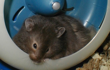 Smoke, the syrian hamster