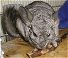 Snuggles the Chinchilla