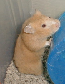 Saffron the syrian hamster